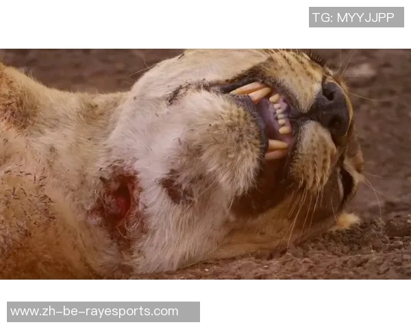 卡卢克肖：从草根到顶级球星的传奇成长之路